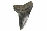 Fossil Toothed Mako Shark Tooth - Georgia #158767-1